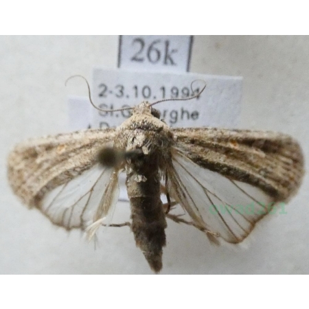 Caradrina selini Boisduval, 1840 Światłówka olszewnikówka Romania26k